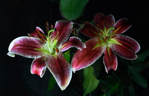 ƶ|ɽ׵طƶǨƶ˿ȫȶƶ